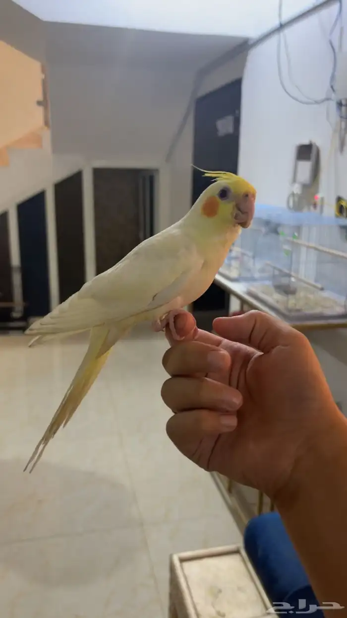 كروان لاتينو أليف (تم البيع) 0