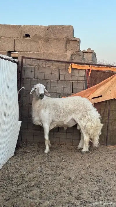 خروف فحل index