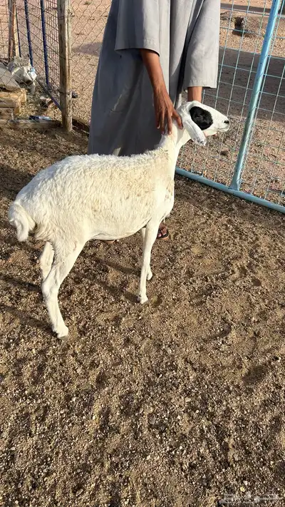 رخل ذبيحه 0
