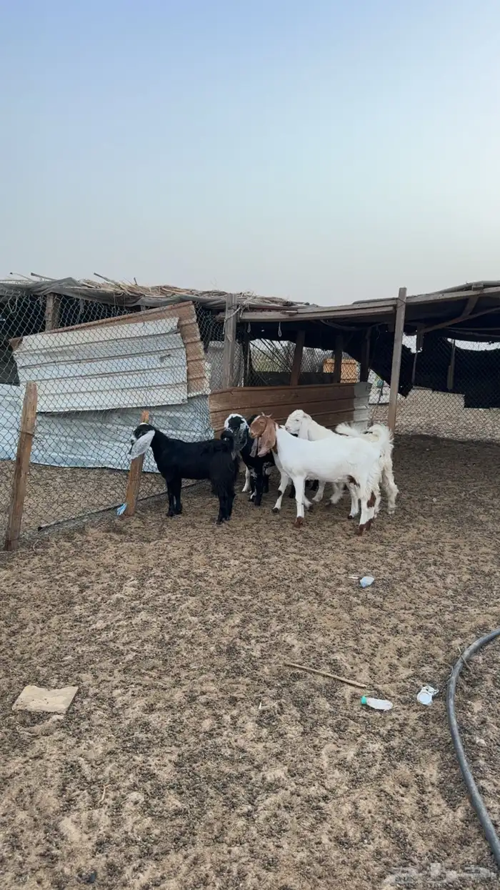 معزا 0