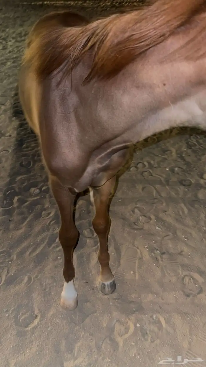 مهر 4