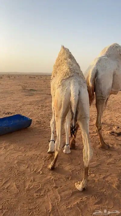 حشو طيبه index