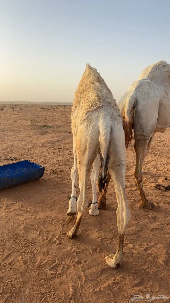 حشو طيبه 7