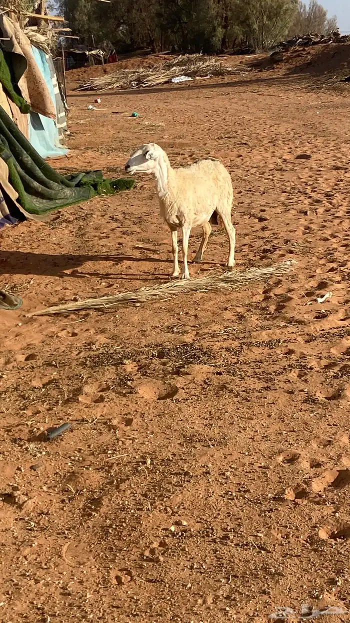 حرية طيبه 2