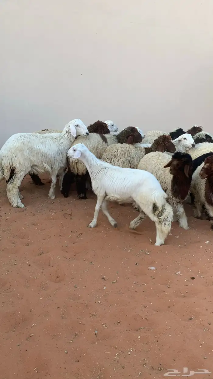 22 رخل نعيمي وحرية طيبه 1