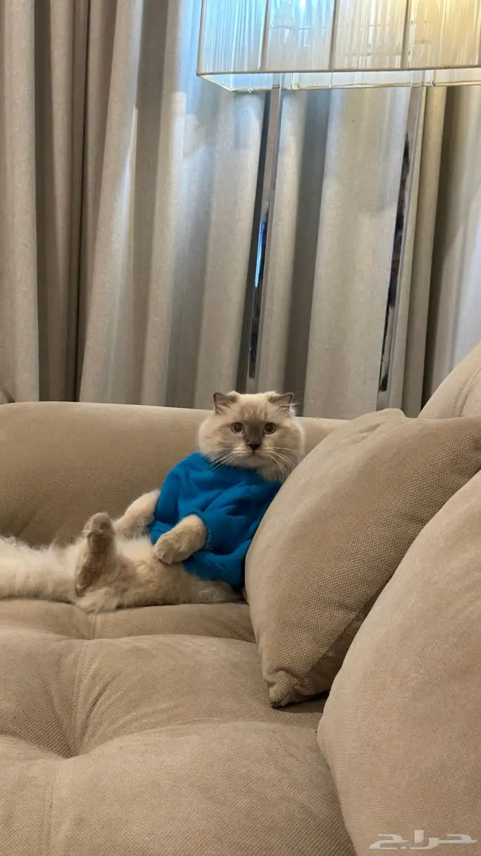 قط للبيع هملايا معقم عمره سنتين 2