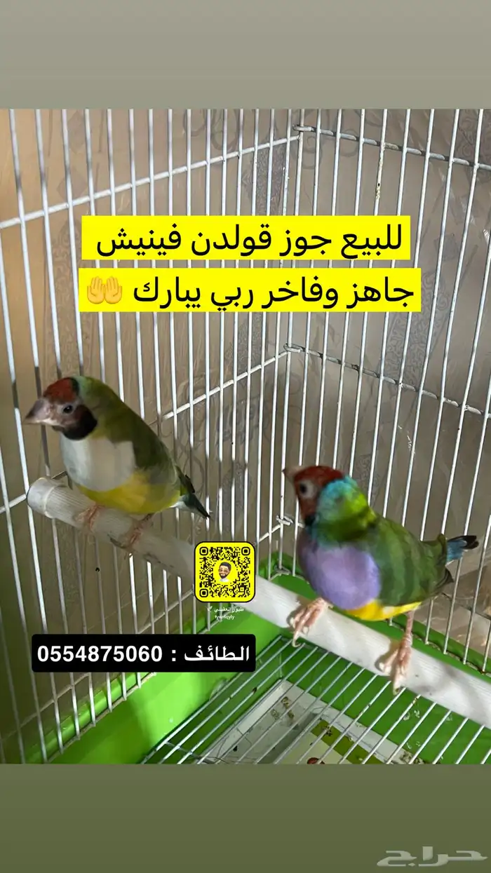 قولدين فنش جاهز وفاخر 0