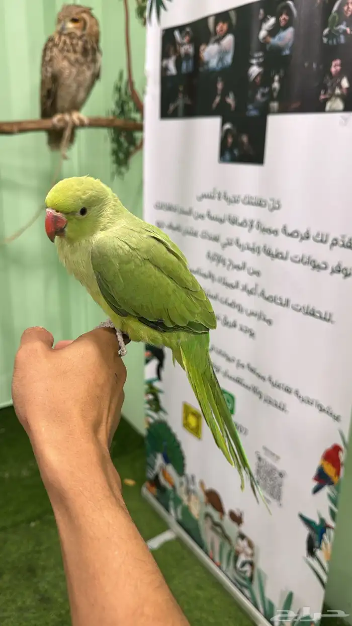 فرخ درة غر حجم مميز ماشاء الله 5
