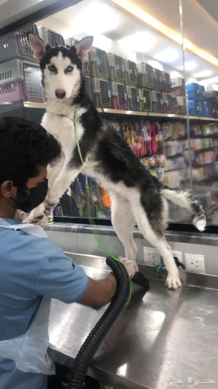 كلب هاسكي انثى 0
