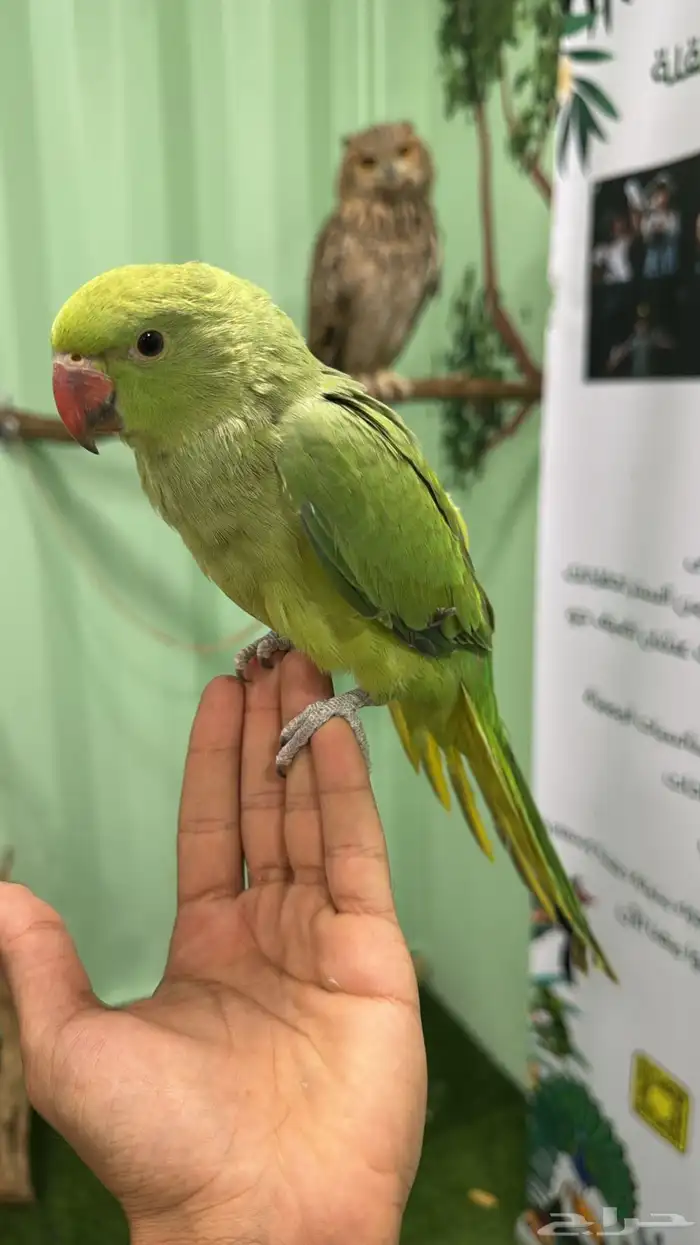 فرخ درة غر حجم مميز ماشاء الله 0