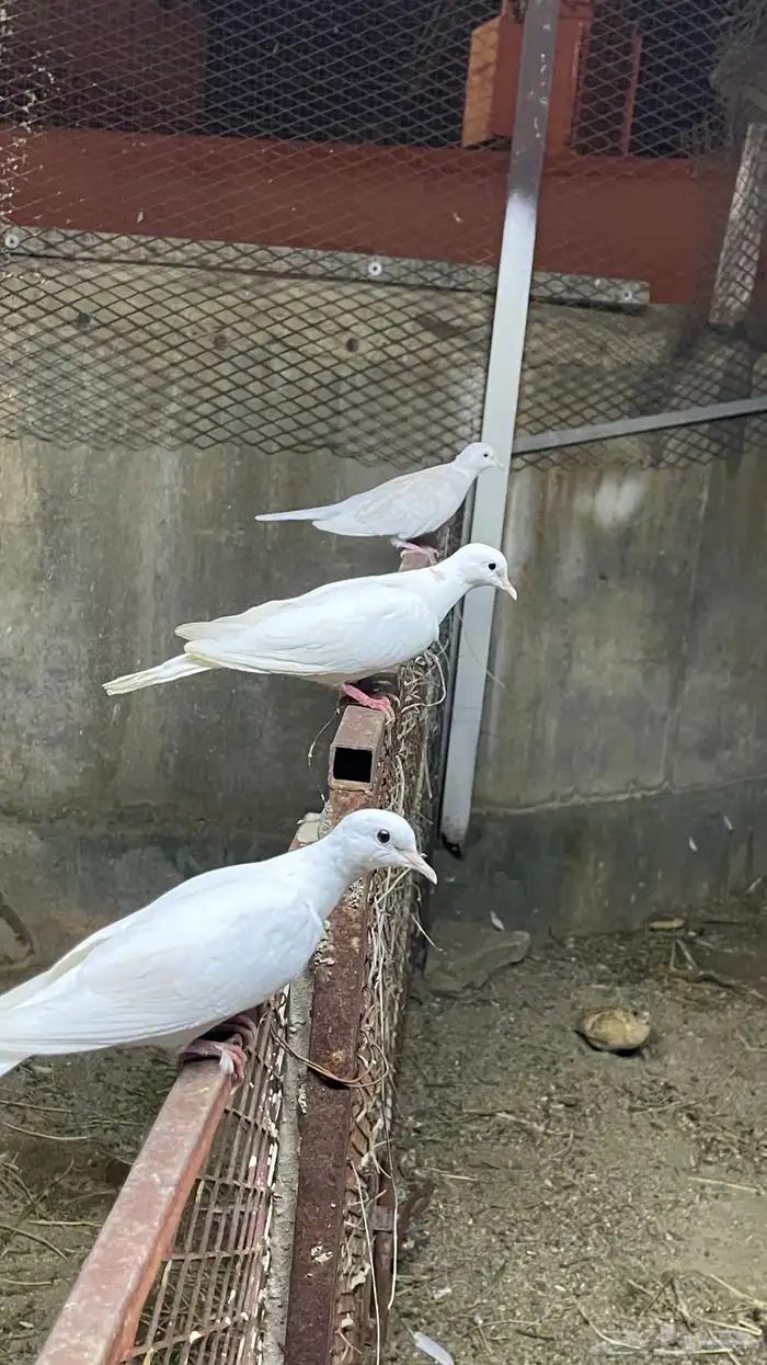 يمام 1