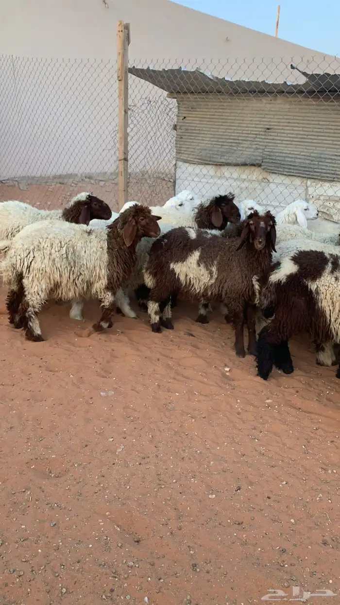 22 رخل نعيمي وحرية طيبه 12