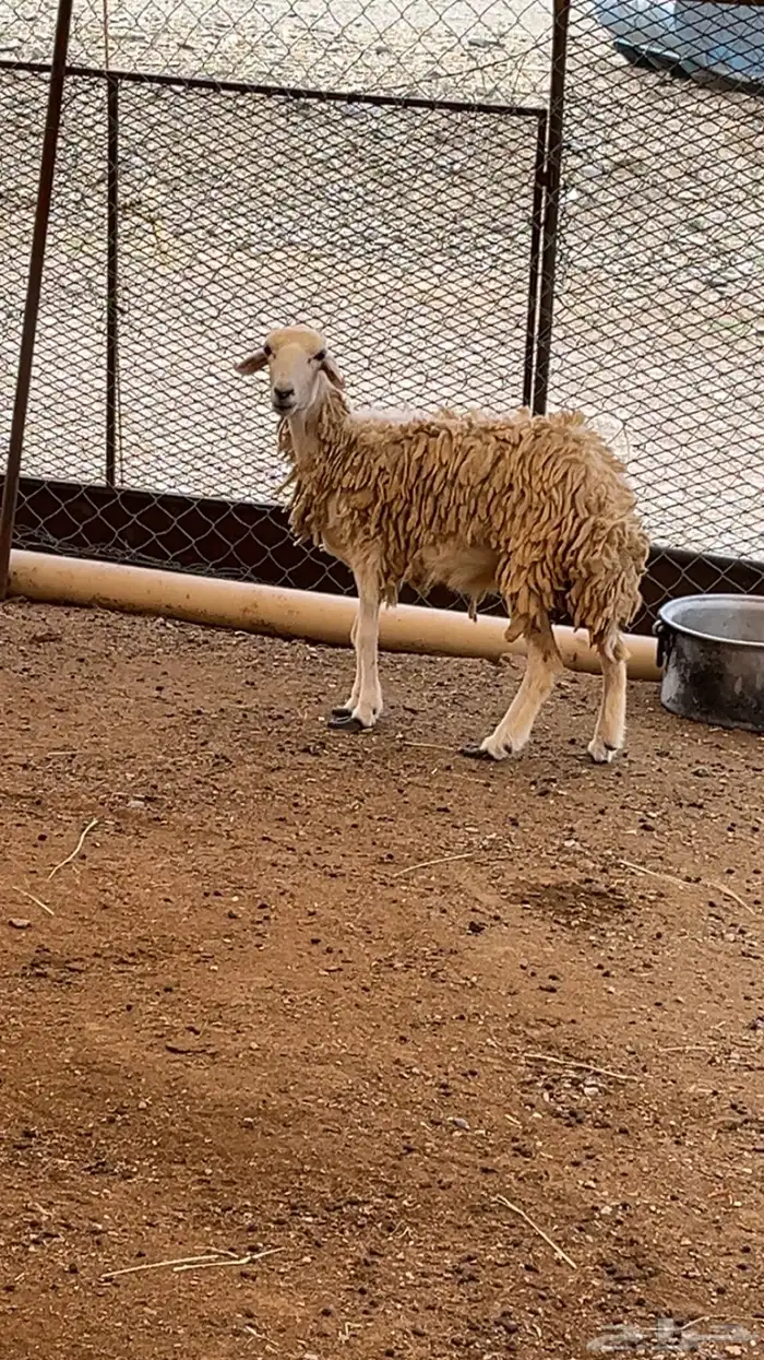 شاه رباع للبيع 0
