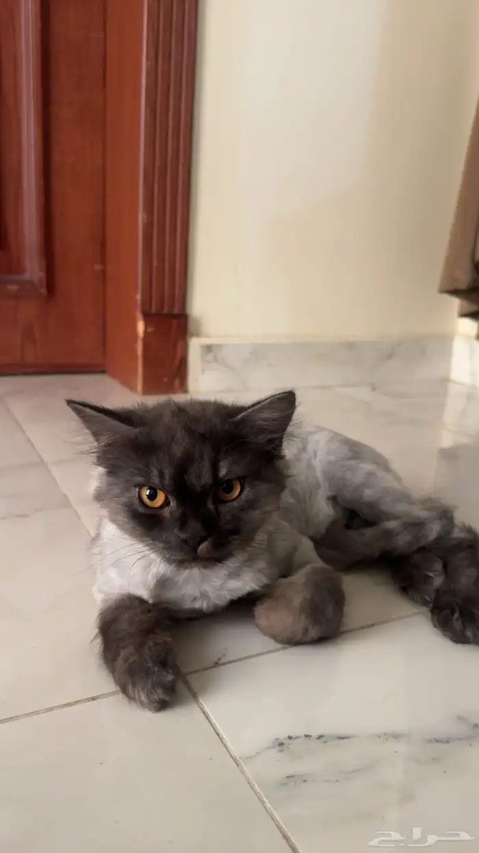 قطط صغيره وكبيره للبيع شيرازي ومهجن 0