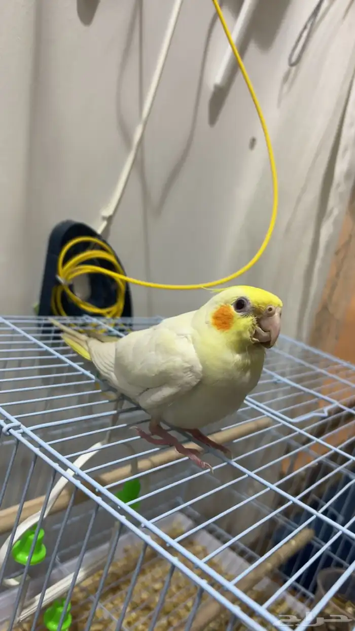 كروان لاتينو أليف (تم البيع) 4