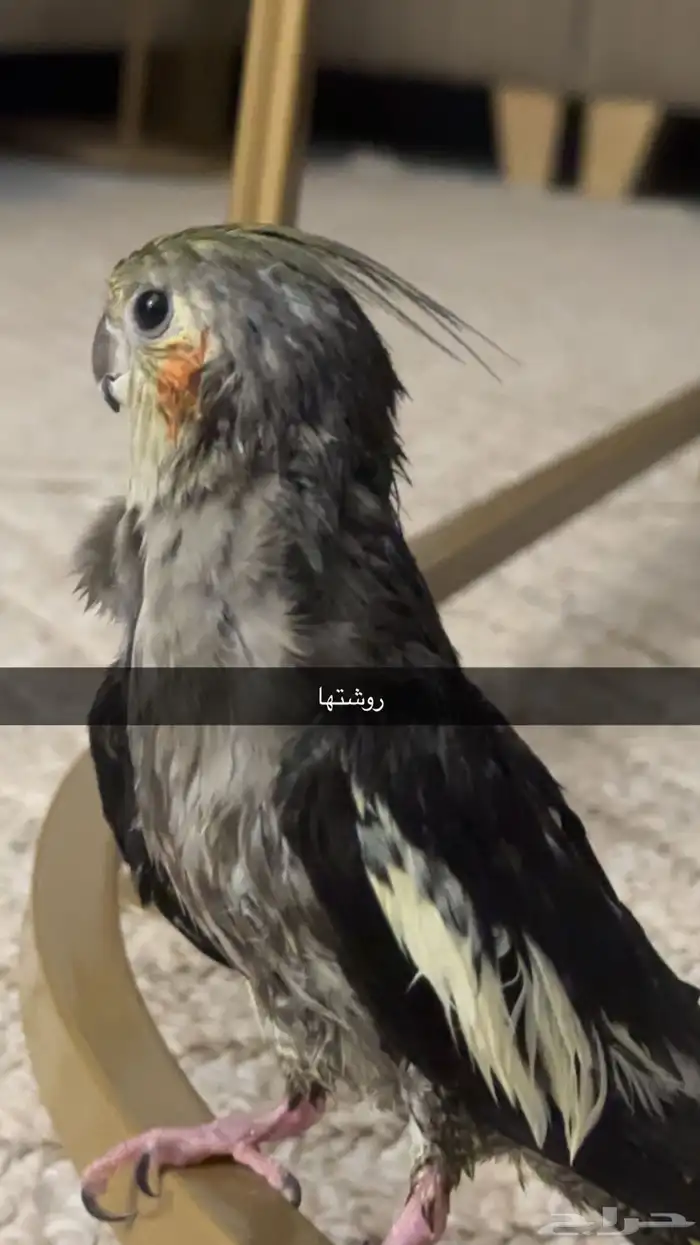 ببغاء كروان مفقود بالعزيزية 1