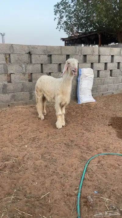 نجدي index