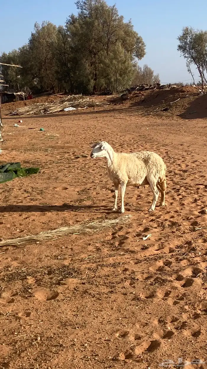 حرية طيبه 0