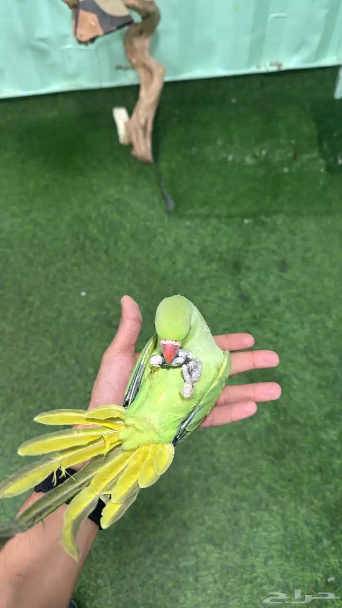 فرخ درة غر حجم مميز ماشاء الله 1