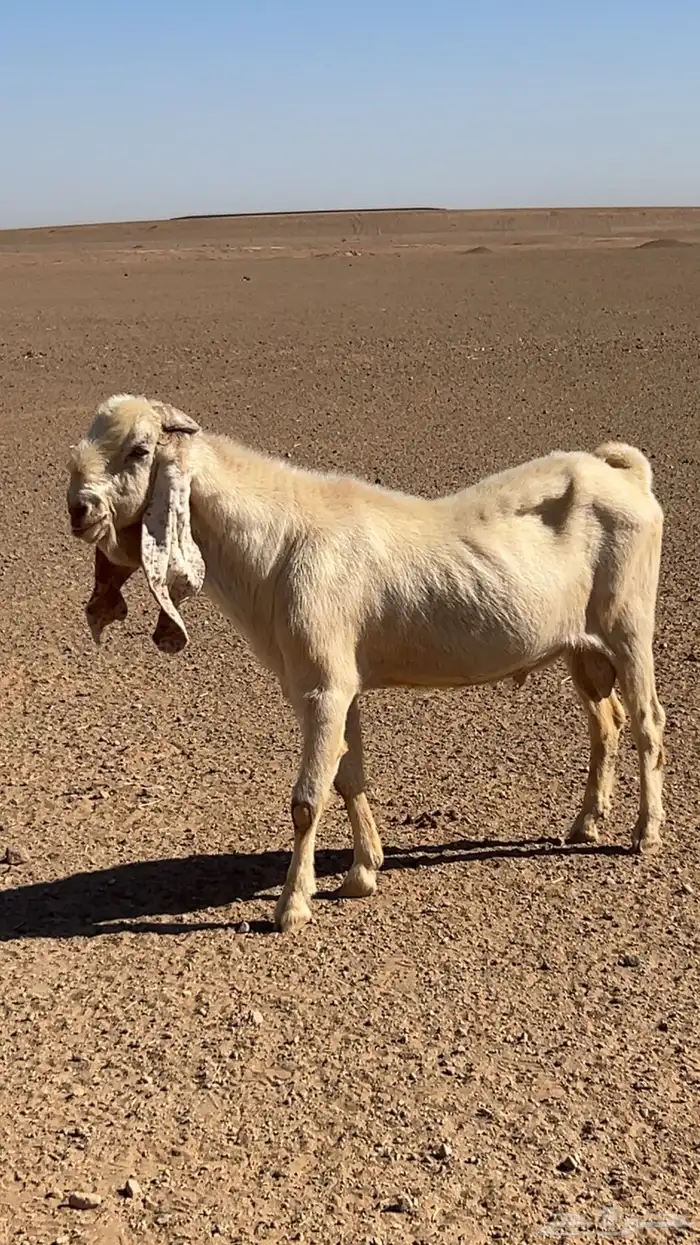 تيس فحل 0