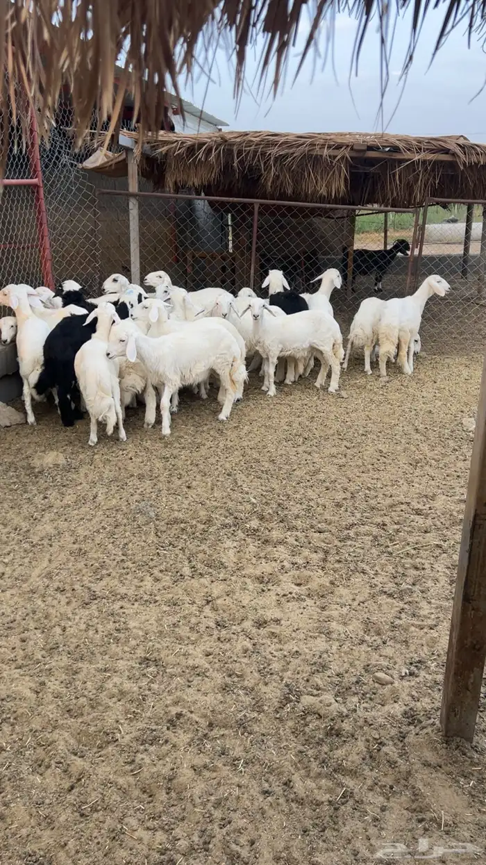 بهم( تم البيع) 0