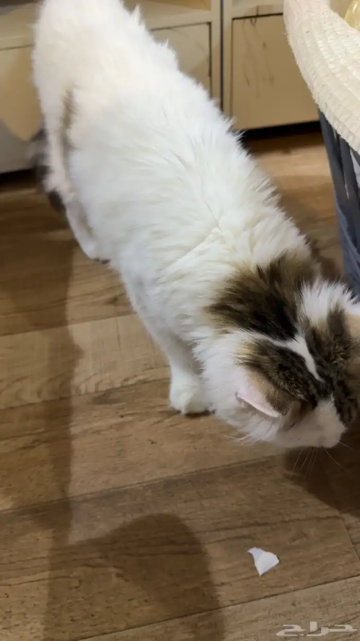 قطوه للتبني 2