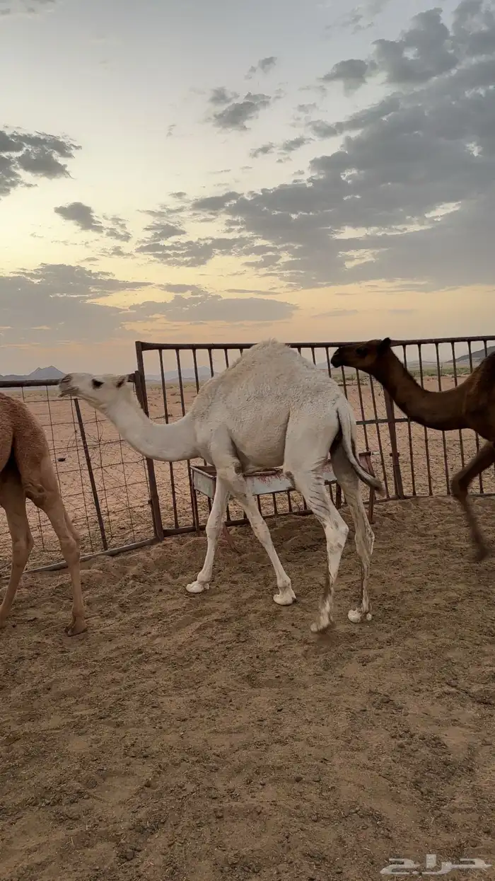 قعدان اثنين مفاريد والي يبي مقاطع يرسل واتس شحم فل 3