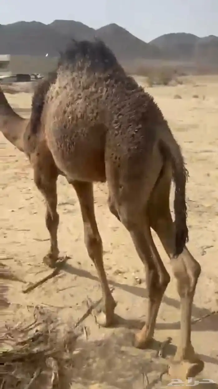 قعود لباني على حليب امه اثمان 1