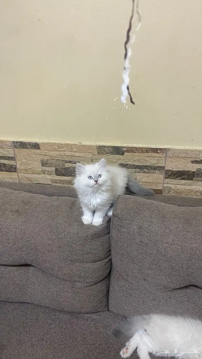 قط ذكر من فصيلة بيرشين هيمالايا (Persian Himalayan) 2