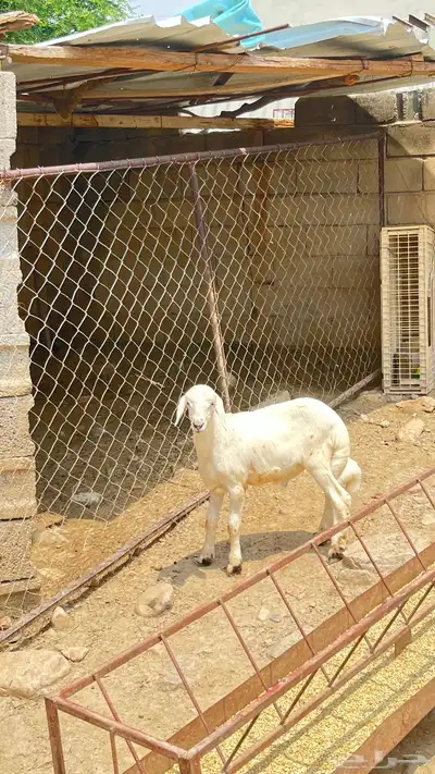 مشروع فحل index