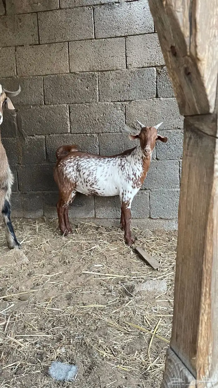 مشروع تيس فحل اوشح 0
