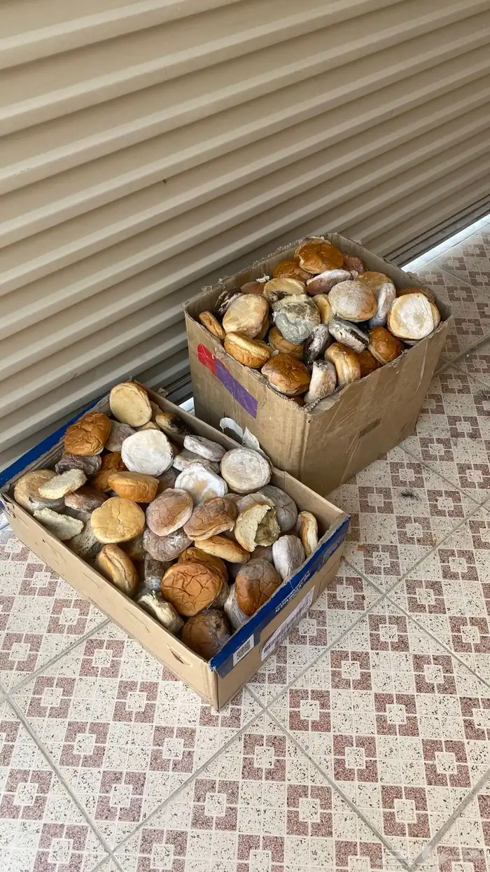 خبز للاغنام 0