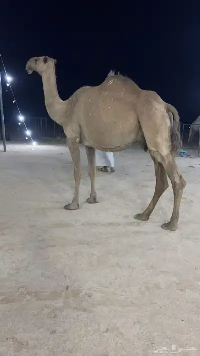 لقحه شعلا 0