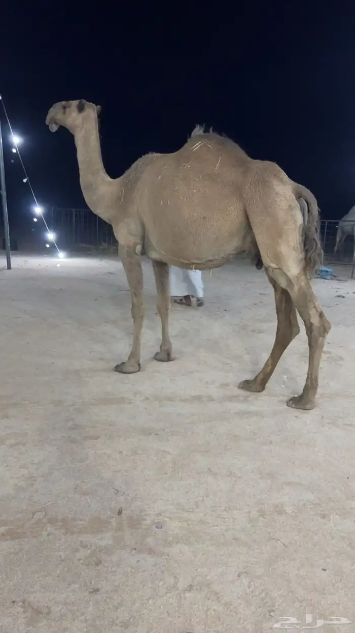 لقحه شعلا 0