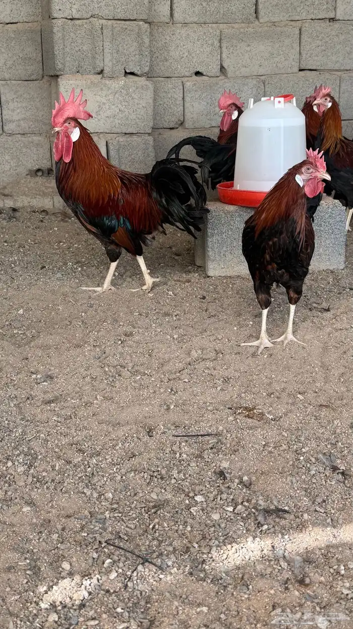 تم البيع 3