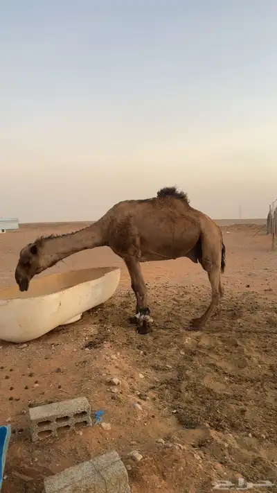 بعير شاق نابه index