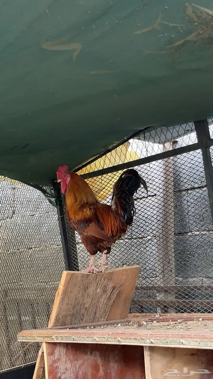 للبيع ديك كفو شرط اذان و اضراب وسليم من جميع الامراض 0