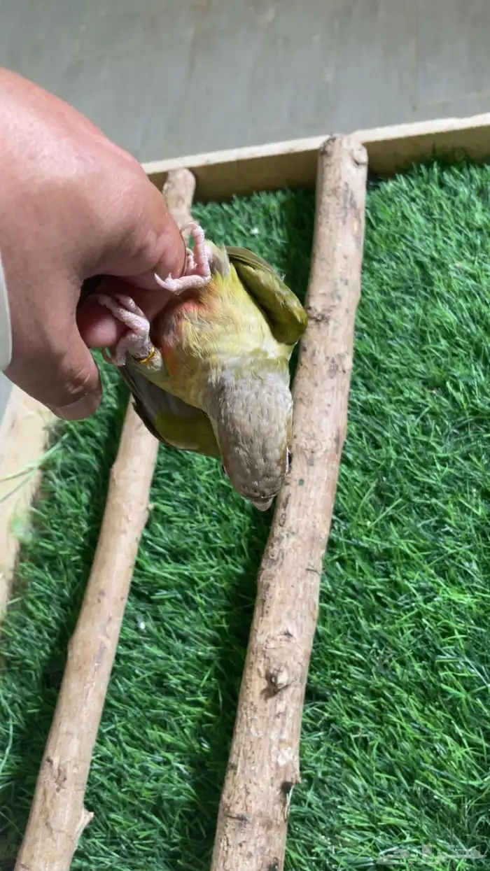 كنيور وليف فرخ ( تم البيع ) 4