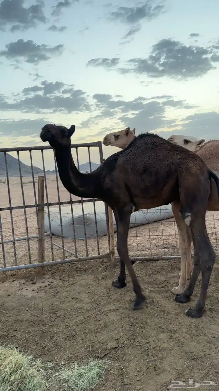 قعدان اثنين مفاريد والي يبي مقاطع يرسل واتس شحم فل 0