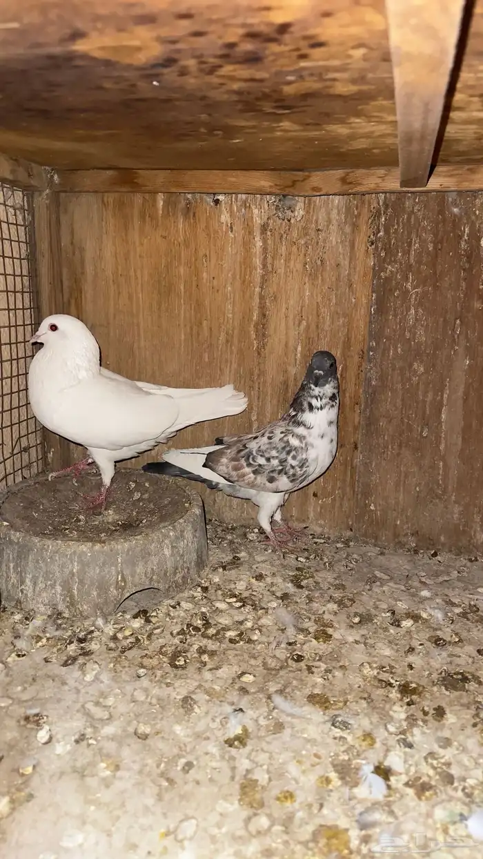 ازواج حمام رقاصي وفرنسي 5