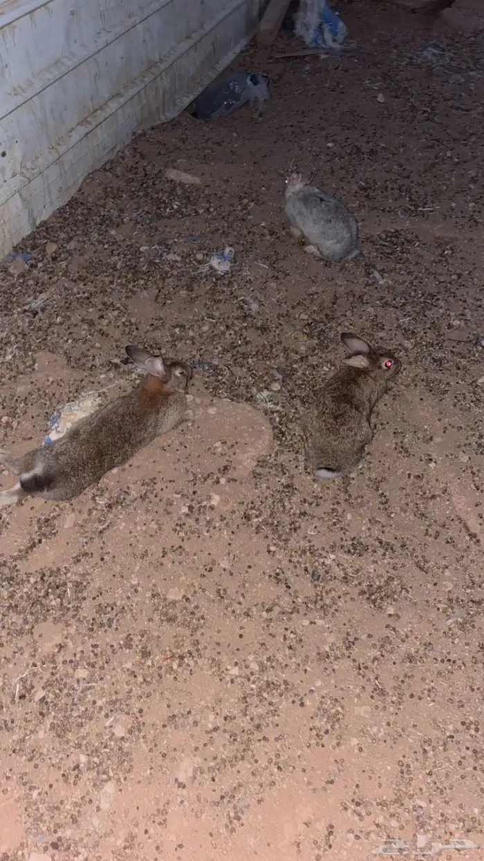 أرانب 1