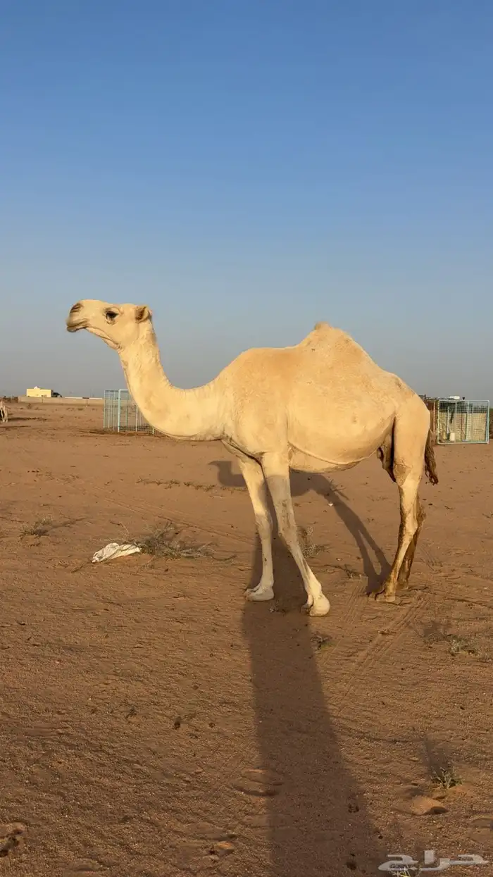 نياق لقحات 0
