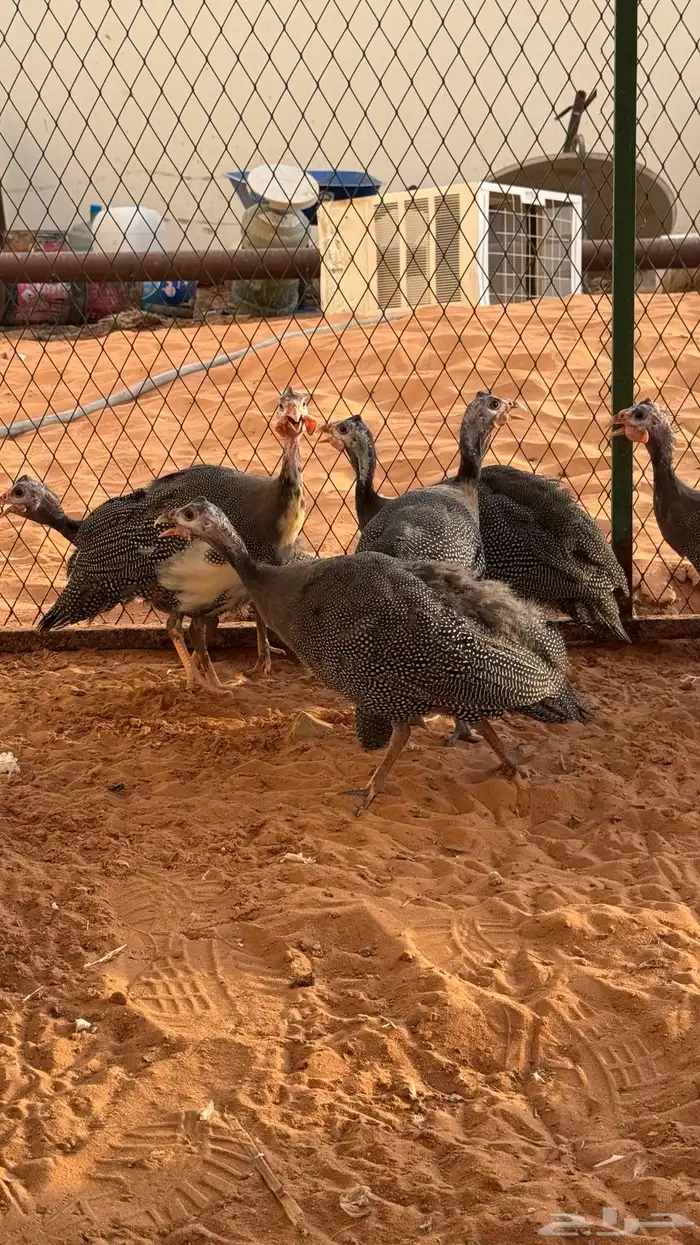 دجاج حبشي للبيع 1