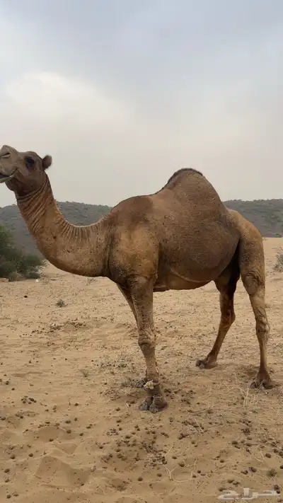 فحل باكستاني index