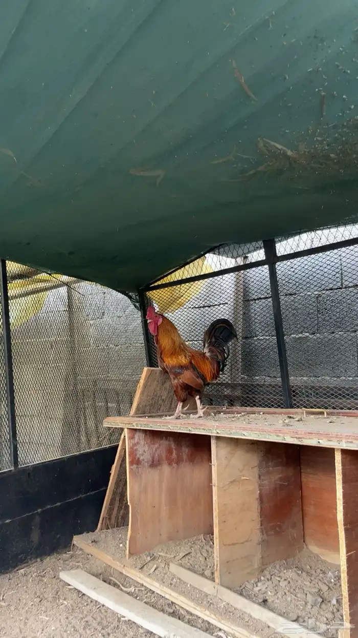 للبيع ديك كفو شرط اذان و اضراب وسليم من جميع الامراض 1