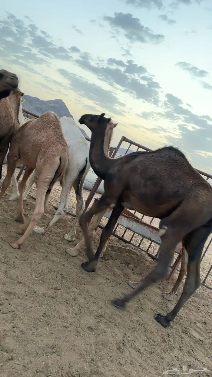 قعدان اثنين مفاريد والي يبي مقاطع يرسل واتس شحم فل 2
