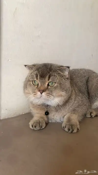 سكوتش فولد 0