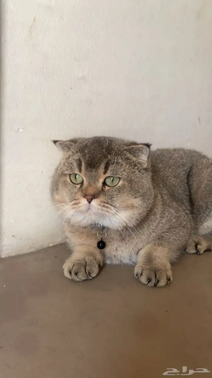 سكوتش فولد 0