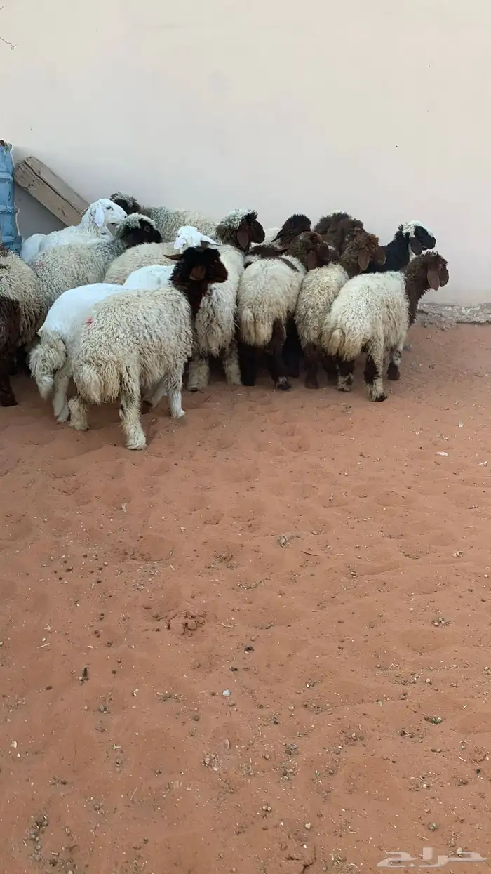 22 رخل نعيمي وحرية طيبه 0