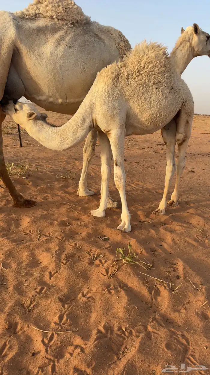 حشو طيبه 1